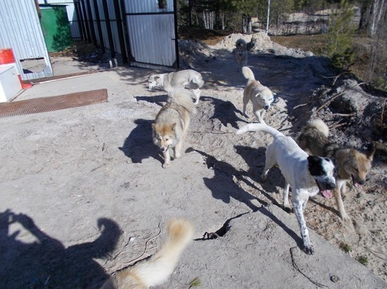 Неизвестные пробрались и выпустили всех собак с передержки в Надыме