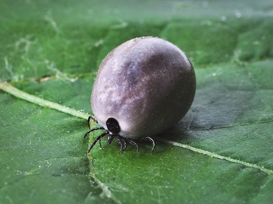 С начала года 773 смолянина оказались среди покусанных клещами