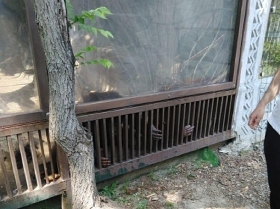 Краснодарская прокуратура проверила условия содержания орангутангов в «Сафари-парке»