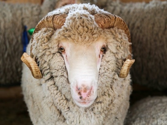 В Астраханскую область привезли 400 овец и коз из разных регионов
