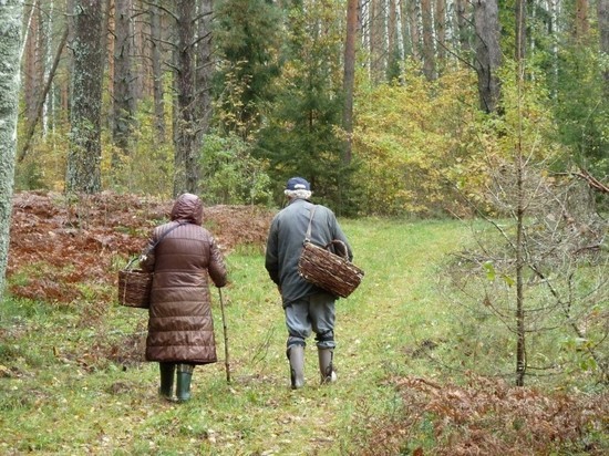 С началом летнего сезона в Ивановской области начали теряться грибники