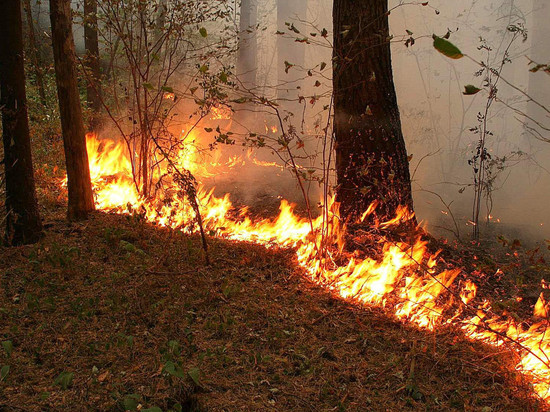 Пожар в Ивановской области уничтожил три тысячи кв. метров леса