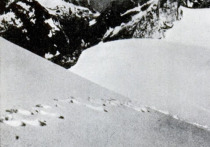 Федеральное бюро расследований США рассекретило и опубликовало некоторые документы из своего архива, связанные с изучением снежного человека