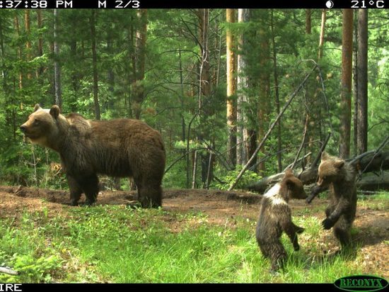 Под Красноярском медведи выходят к дачам и не боятся людей