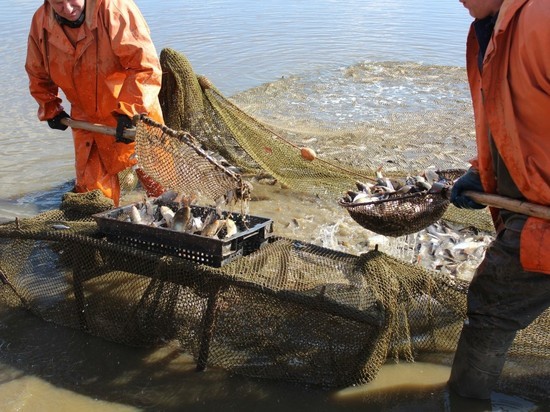 В Нижегородской области вырастет производство рыбы