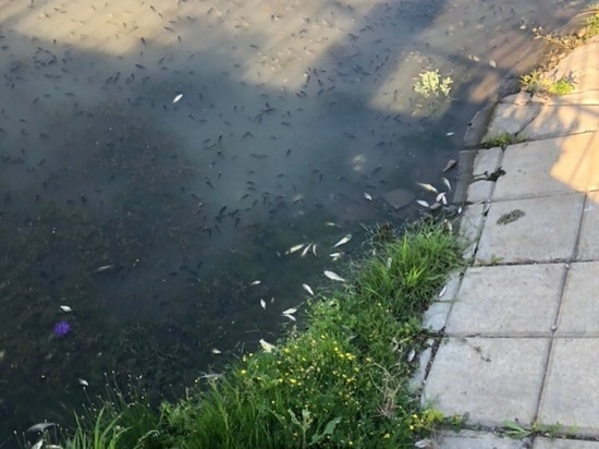 В реке Саранка погибла рыба, проводится проверка
