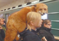 Несколько месяцев назад пассажиры московского метро стали свидетелями экзотической сцены: в вагон электропоезда входила девушка с живой лисой на шее