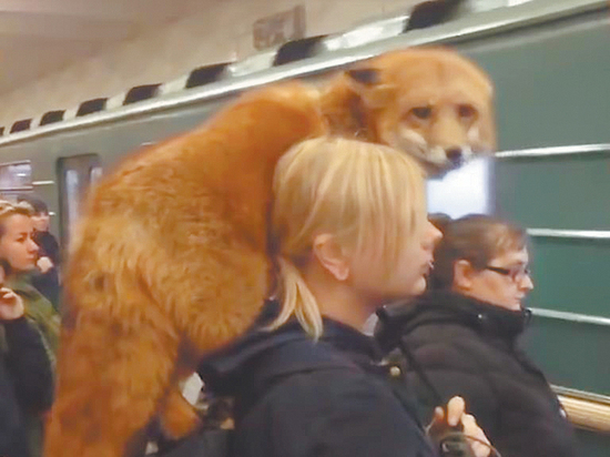 В метро заметили девушку с живой лисой на шее: как это возможно