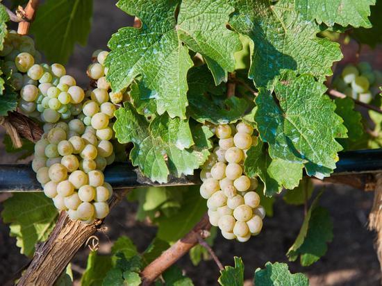 Дожди и поздняя подвязка винограда: можно ли рассчитывать на урожай?