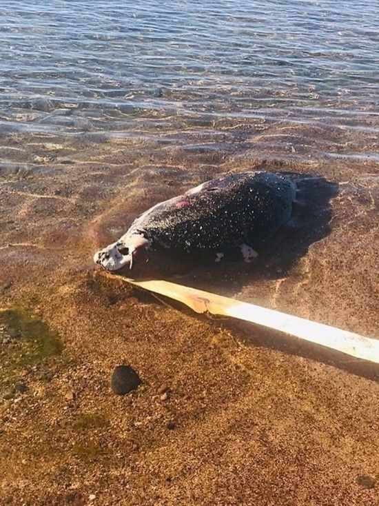 В Бурятии на берег Байкала выбросило несколько мертвых нерп
