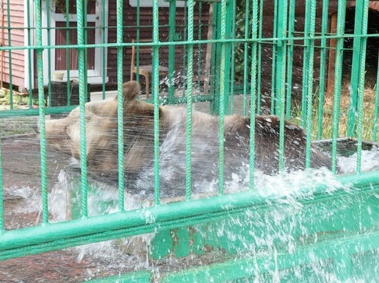 В Ярославском музее заповеднике медведице Маше организовали бассейн и душ