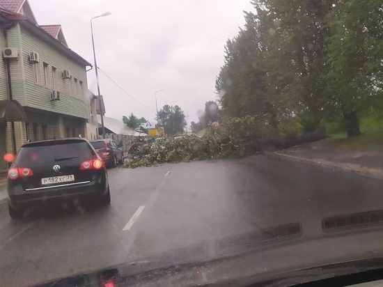 В Калининграде упавшее дерево перегородило проезжую часть
