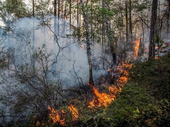 В Ярославской области начались первые лесные пожары
