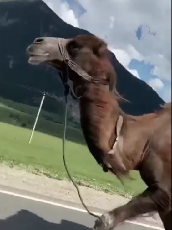 Верблюд совершил набег на автотрассу в Карачаево-Черкесии