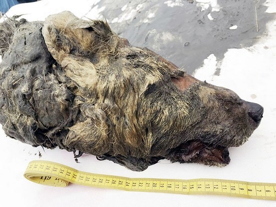 В России нашли голову 40-тысячелетнего волка с неповрежденным мозгом