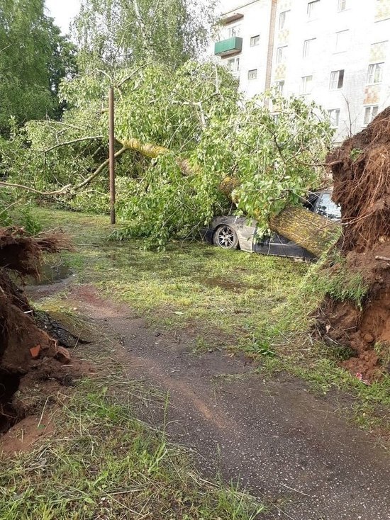 Дерево упало на машину в Новосокольниках