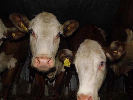 90 коров не пустили в Псковскую область