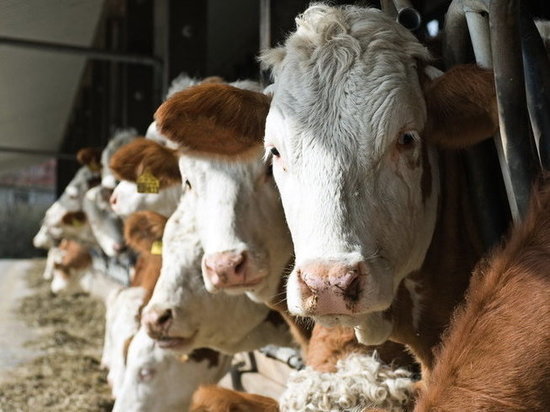 В прошлом году за ветеринарные нарушения на Кубани оштрафовали фермеров на 8 млн