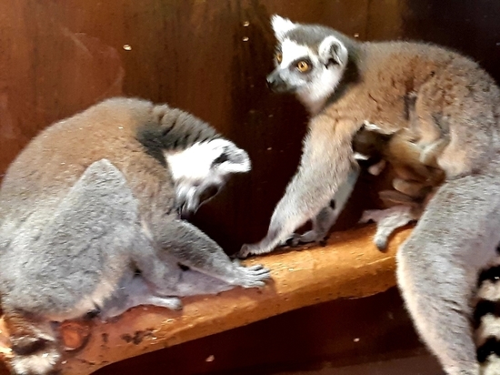 Самка лемура в Читинском зоопарке родила двойню