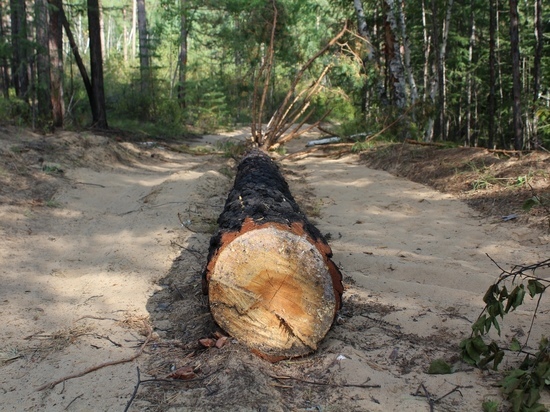 Жители Урлука попросили Осипова спасти лес от вывоза в Китай