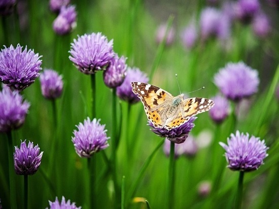 В Петрозаводске облагородят и украсят парк Железнодорожников