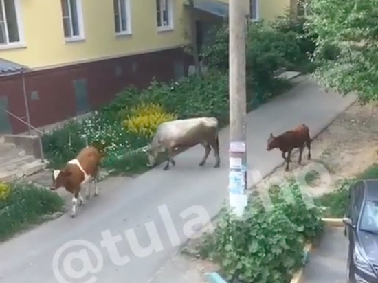 Горожане сняли коров, пасущихся во дворе МКД Тулы