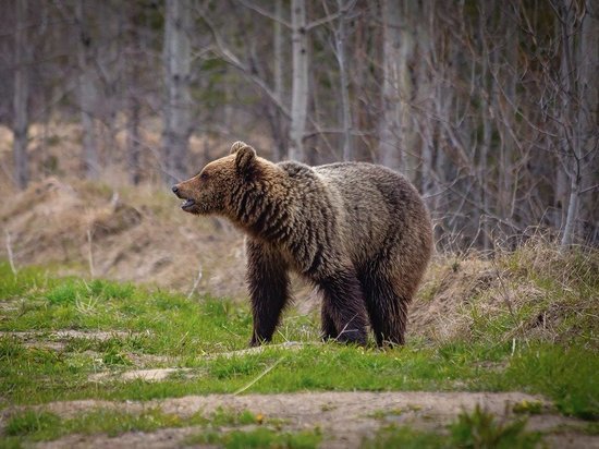 В Ноябрьске заметили медведя