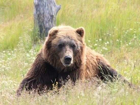 Ворующего мусор медведя засняли в окрестностях Надыма