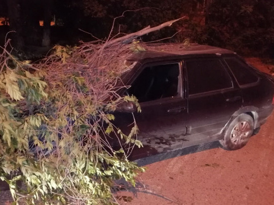 В Волгограде дерево рухнуло на проезжавшую машину