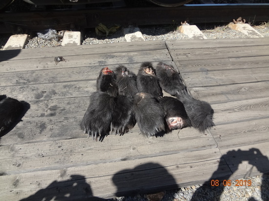 Очередную партию лап медведя задержали на границе в Забайкалье