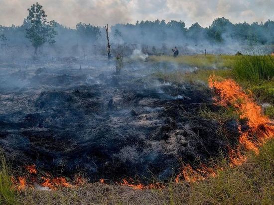 В Ярославской области начали гореть торфяники
