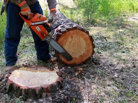 "Чёрные лесорубы" из Тайшетского района нарубили леса на 1,1 млн