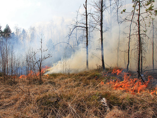 В двух районах Ивановской области высок риск возникновения лесных пожаров