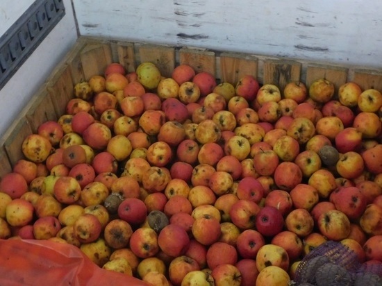 На границе в Псковской области в партии картофеля обнаружили «тайник» с яблоками
