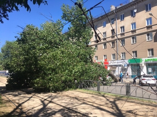 В Туле на улице Болдина рухнувшее дерево перегородило проезжую часть