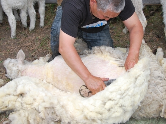 В Калмыкии полным ходом идет стрижка овец