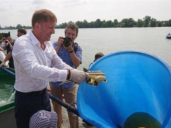 В реку Кубань выпустили 1,5 тысячи крупных осетровых