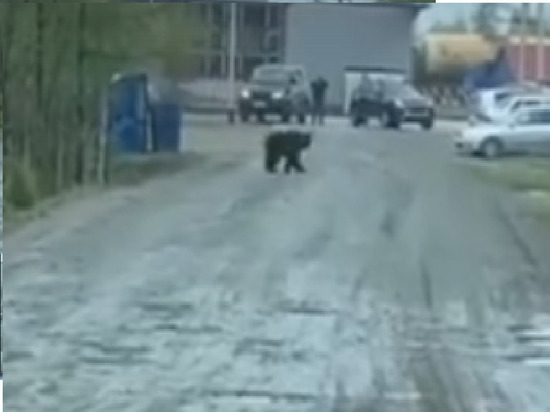 Возле локомотивного депо в Ноябрьске разгуливает медведь
