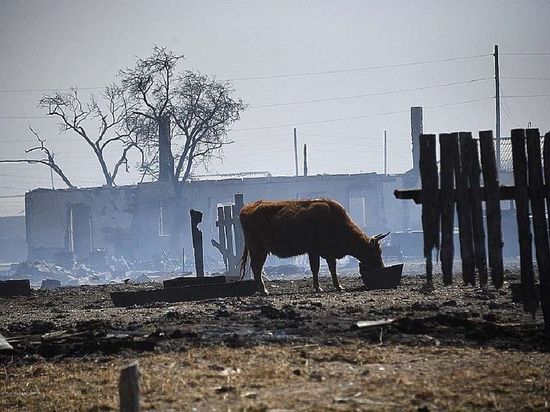 Почти 821 млн рублей получат пострадавшие от пожаров аграрии Забайкалья