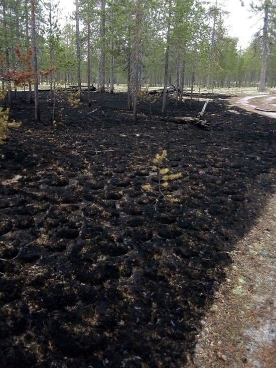 В Муравленко сгорел участок леса