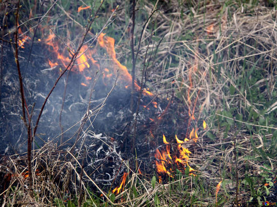 В Тверской области оштрафовали виновника пожара в парке