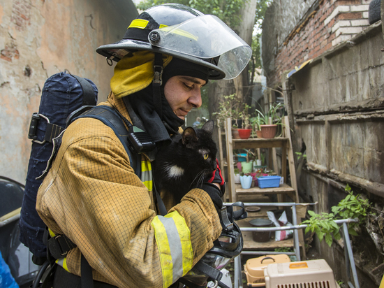 В Петербурге из горящего приюта спасли 300 кошек и 7 собак