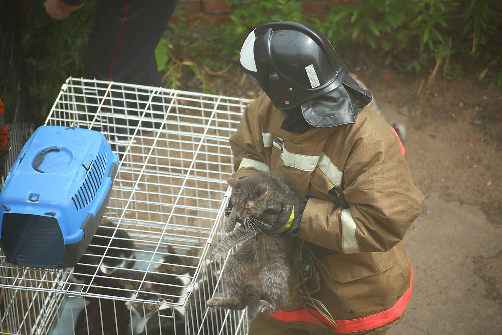 Из горящего приюта спасли 300 кошек и семь собак