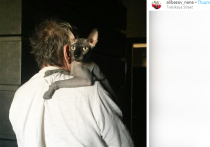 Пиар-директор Бари Алибасова Вадим Горжанкин сообщил радостную новость об обнаружении Чучи - кота продюсера, который пропал три дня назад