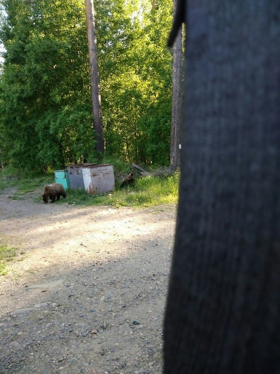 Под Железногорском застрелили двух агрессивных медвежат