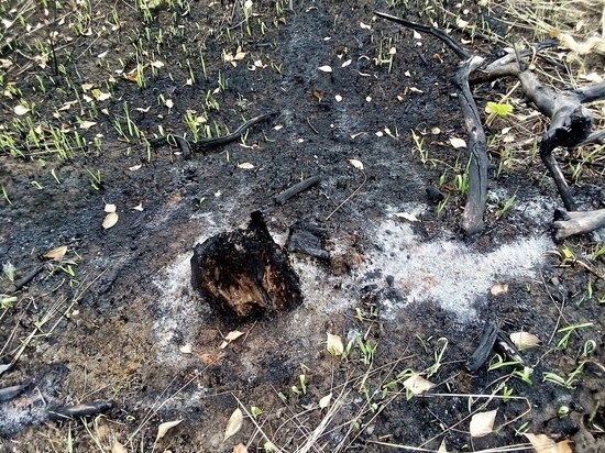 Туляки сняли последствия лесного пожара под Тулой