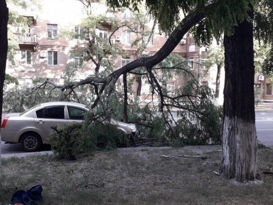 Дерево рухнуло на легковушку в центре Волгограда