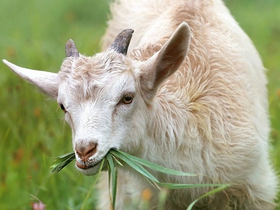 Семьям в тяжелой ситуации в Карелии помогут купить коз