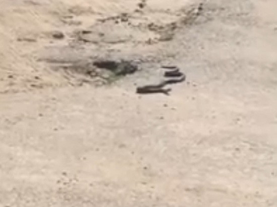 В Ярославле на пляжи регулярно выползают змеи