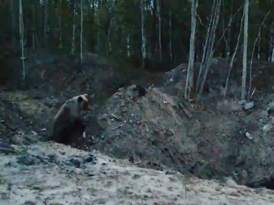 Прохожие засняли медвежонка на окраине Ноябрьска